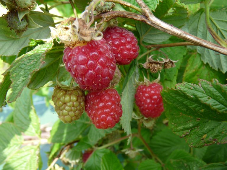 Petits Fruits Framboisier Label Rouge