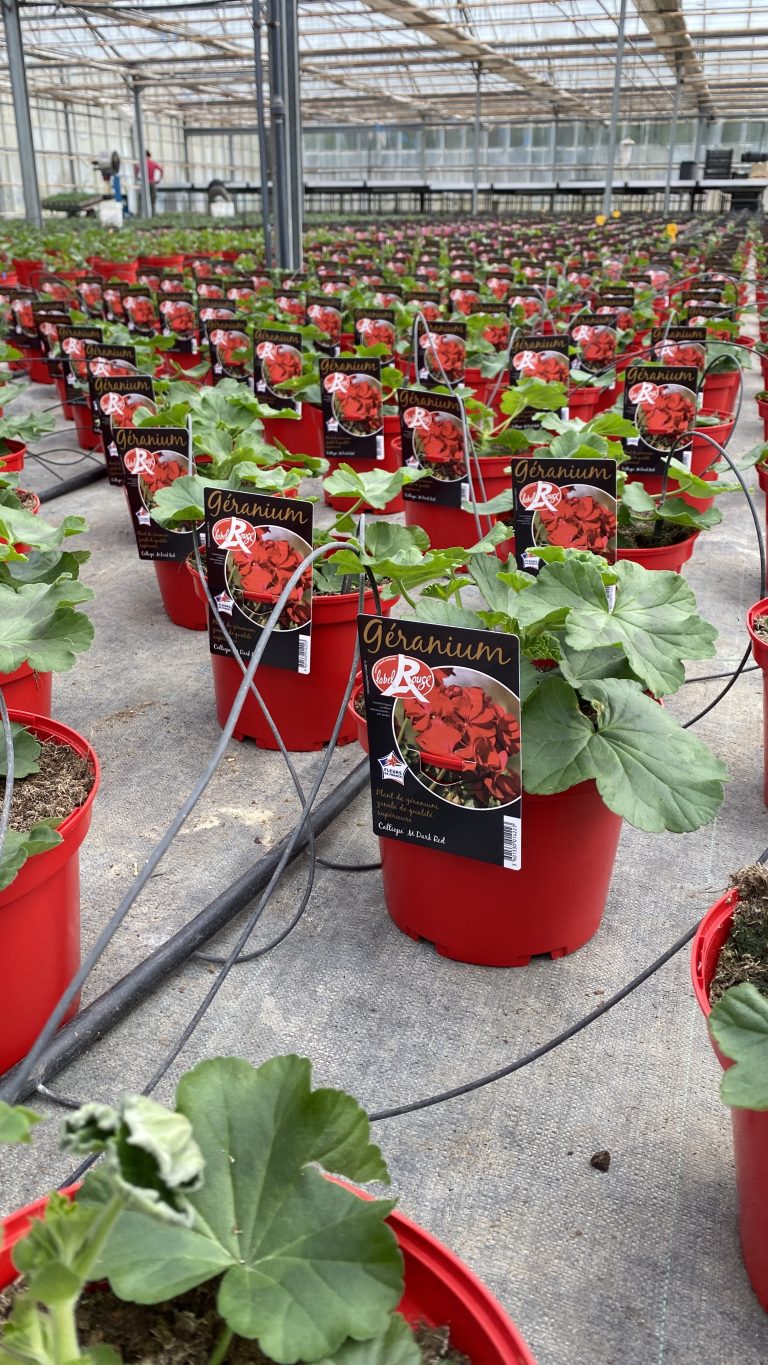 Géraniums Pot Label Rouge