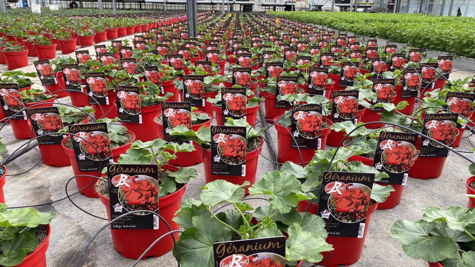 Géranium pot Label Rouge