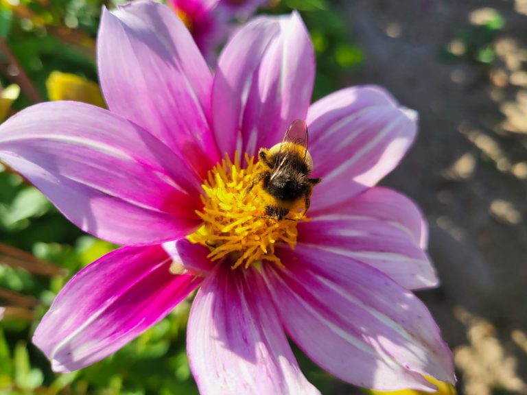 Dahlia Label Rouge abeille
