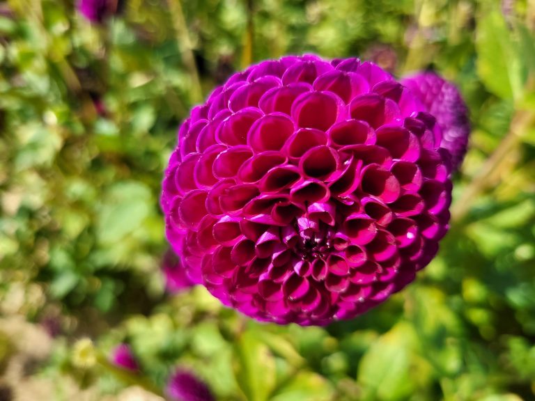 Dahlia pompon Ernest Turc Label Rouge