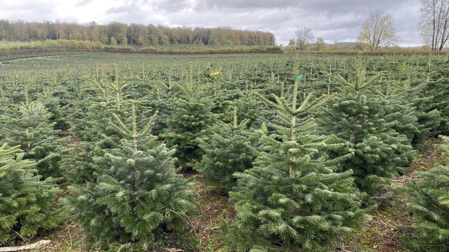 Audit Sapin de Noël Greecap