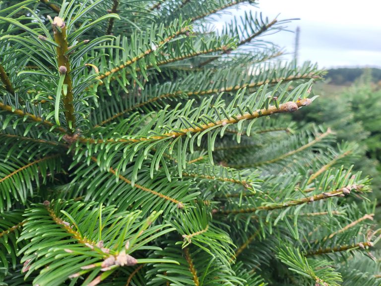 Sapins Label Rouge INAO