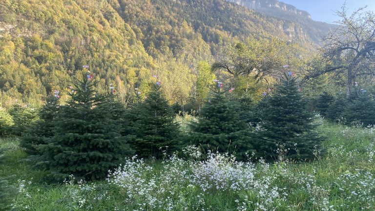 Audit Sapin de Noël Label Rouge Curti