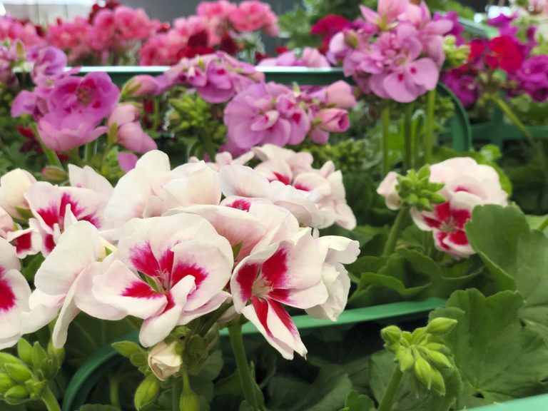 FLORAISON ABAONDANTE