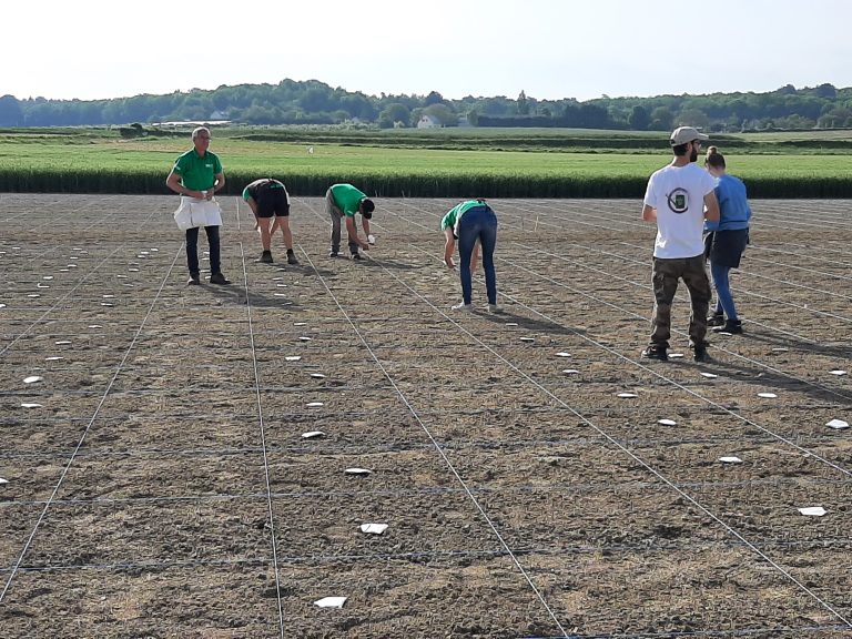 Variété sélection Gazon