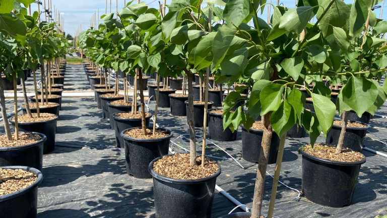Arbres Fruitiers Label Rouge en pot