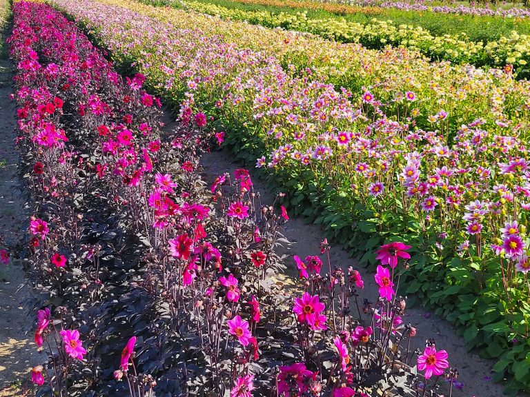 Champ Dahlia Label Rouge