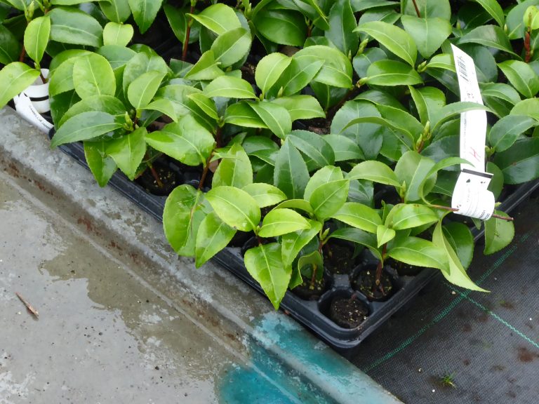 Camélia plant Label Rouge