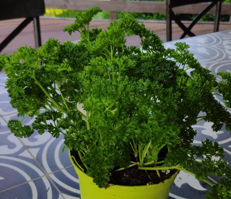 Plants Aromatiques Label Rouge La bonne Graine