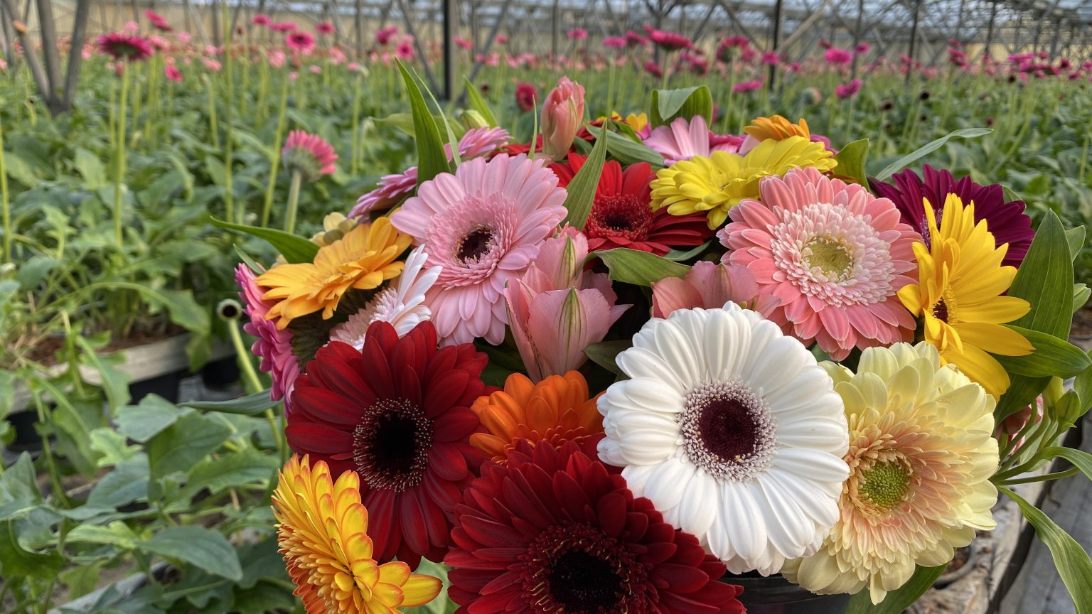 Perpignan floriculture Fleur Coupée