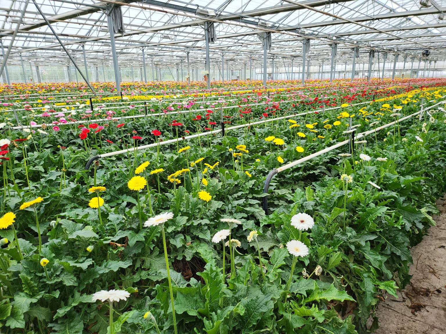 Clement Fleur production Fleur Coupées