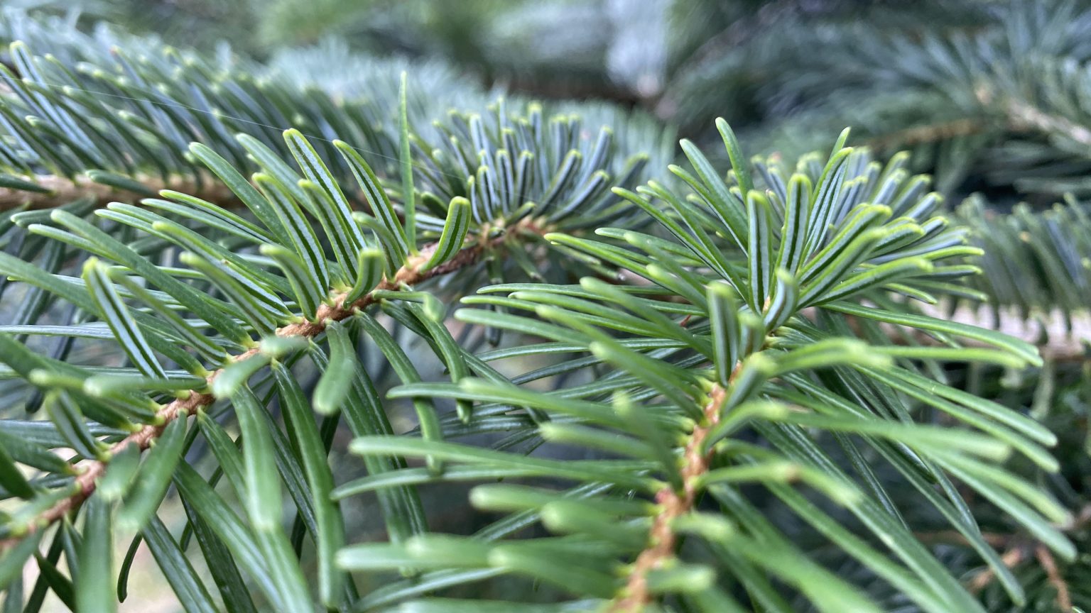 Epines Branche Sapin de Noël