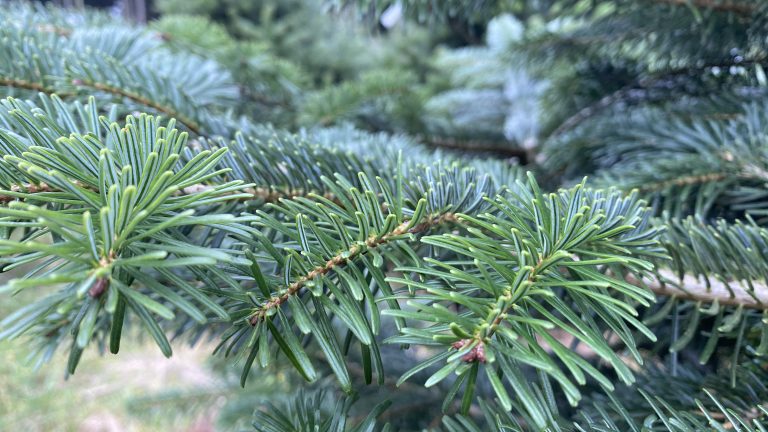 Sapin de Noël Label Rouge