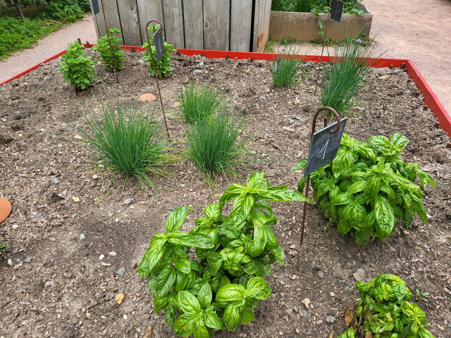 Jury conso Aromatiques Basilic