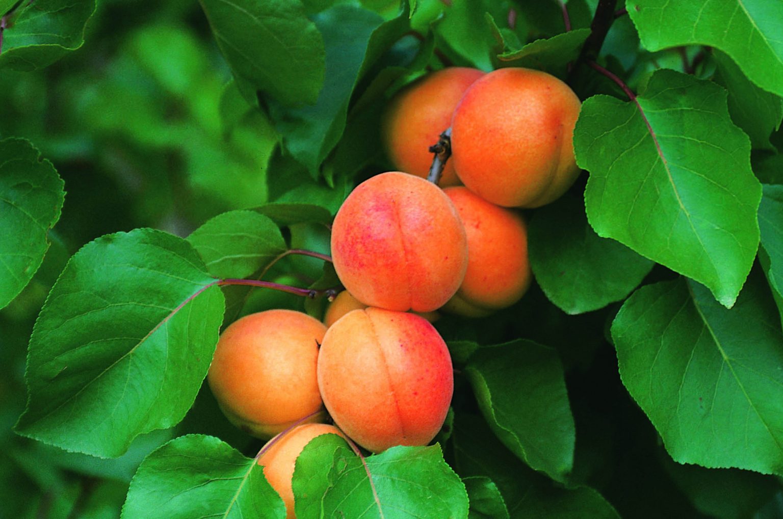 Abricotier LR Rouge du Roussillon